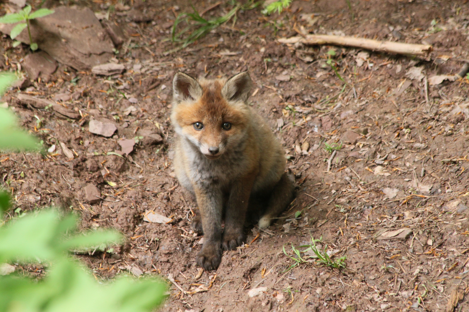 Fuchsjunges vorm Bau