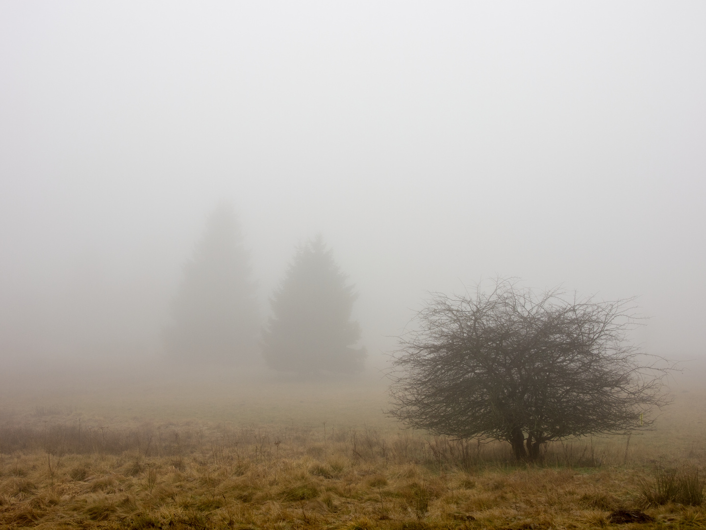 "Fuchskaute" im Nebel