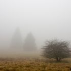 "Fuchskaute" im Nebel