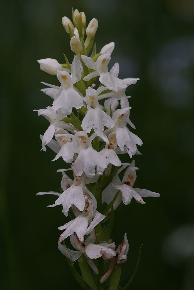 Fuchsknabenkraut Albino auf Borstgrasrasen im Hochsauerland - 29.6.13