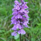 Fuchsknabenkraut auf der Bergwiese in Tirol (1)