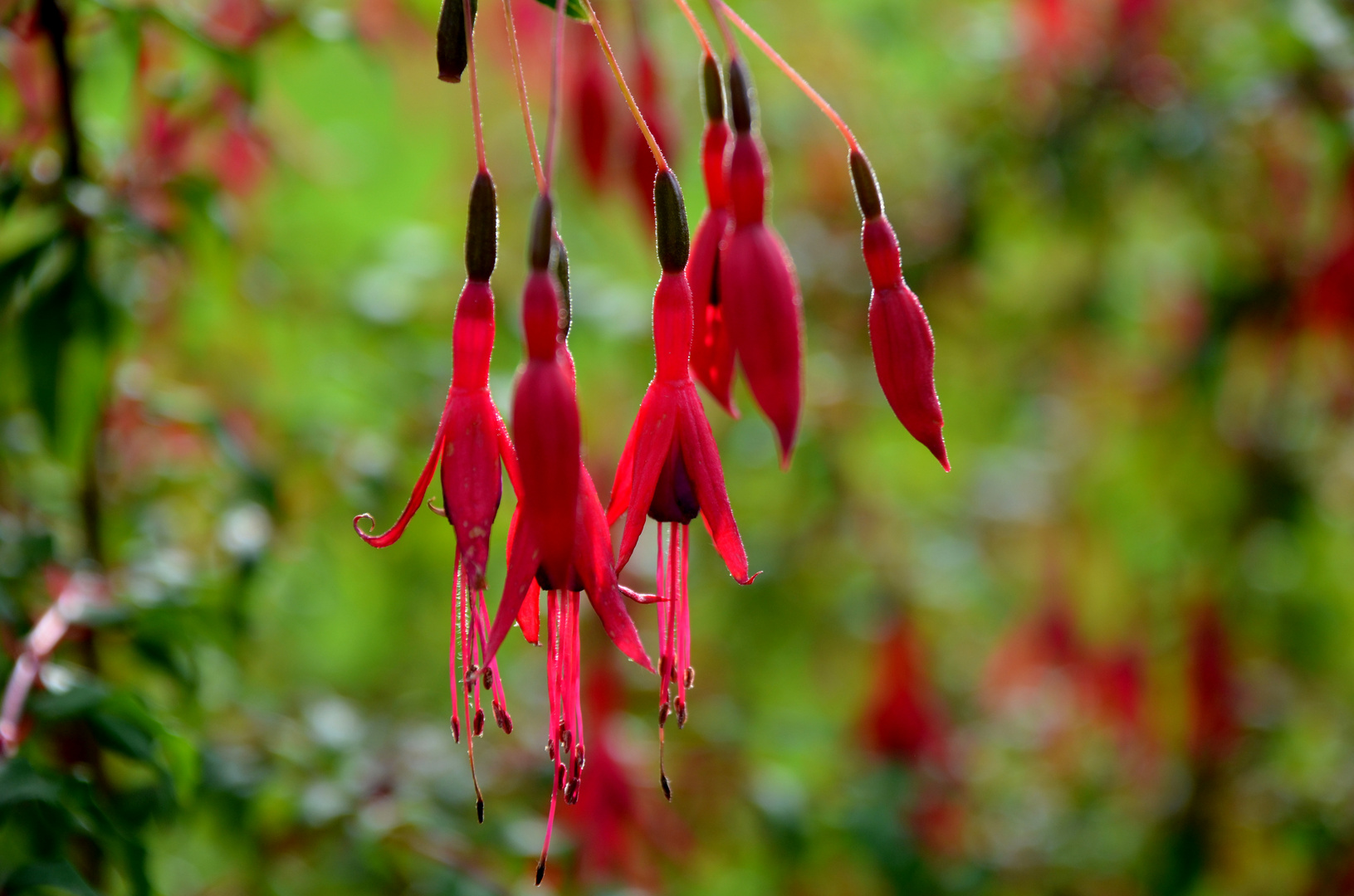 "Fuchsli" Winterharte Fuchsie