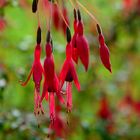 "Fuchsli" Winterharte Fuchsie