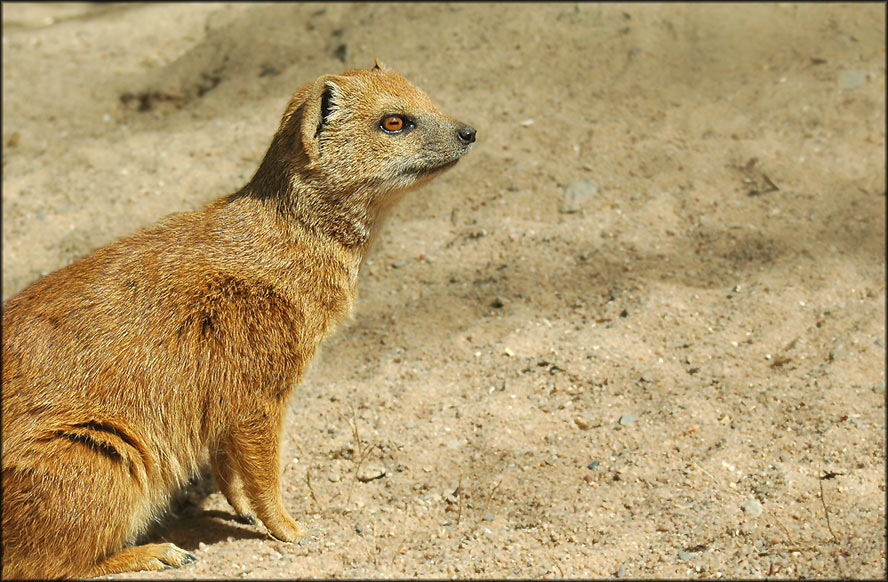 Fuchsmangustchen :-)