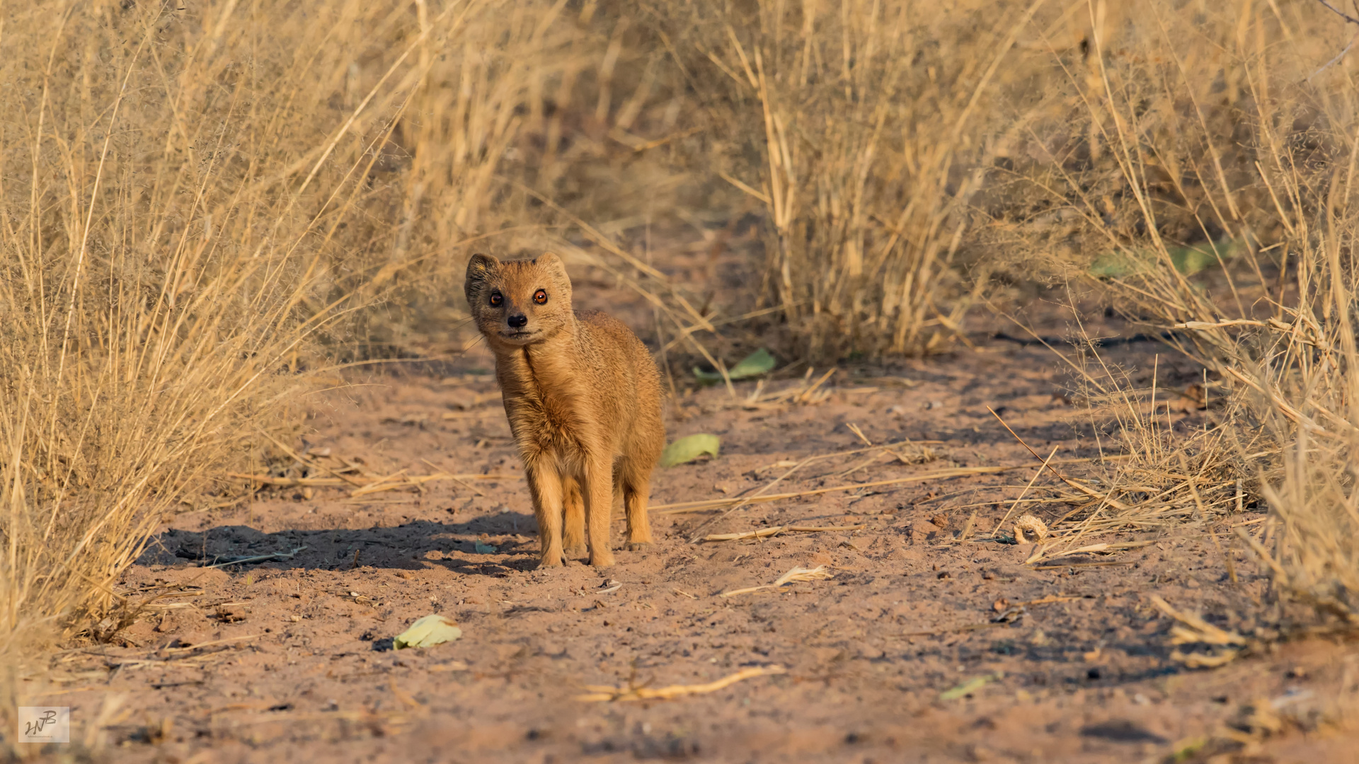 Fuchsmanguste (Cynictis penicillata)