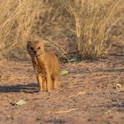 Fuchsmanguste (Cynictis penicillata)