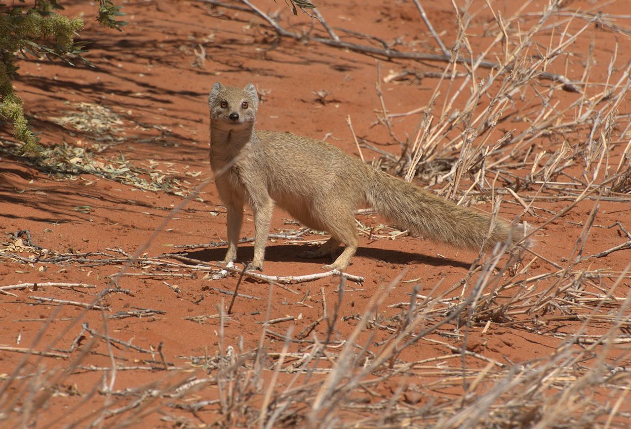 Fuchsmanguste (Cynictis penicillata)