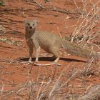 Fuchsmanguste (Cynictis penicillata)