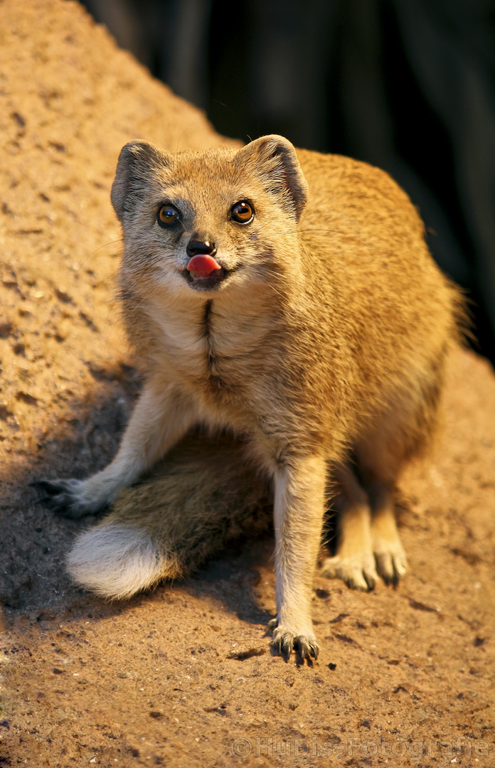 Fuchsmanguste ( Cynictis penicllata)