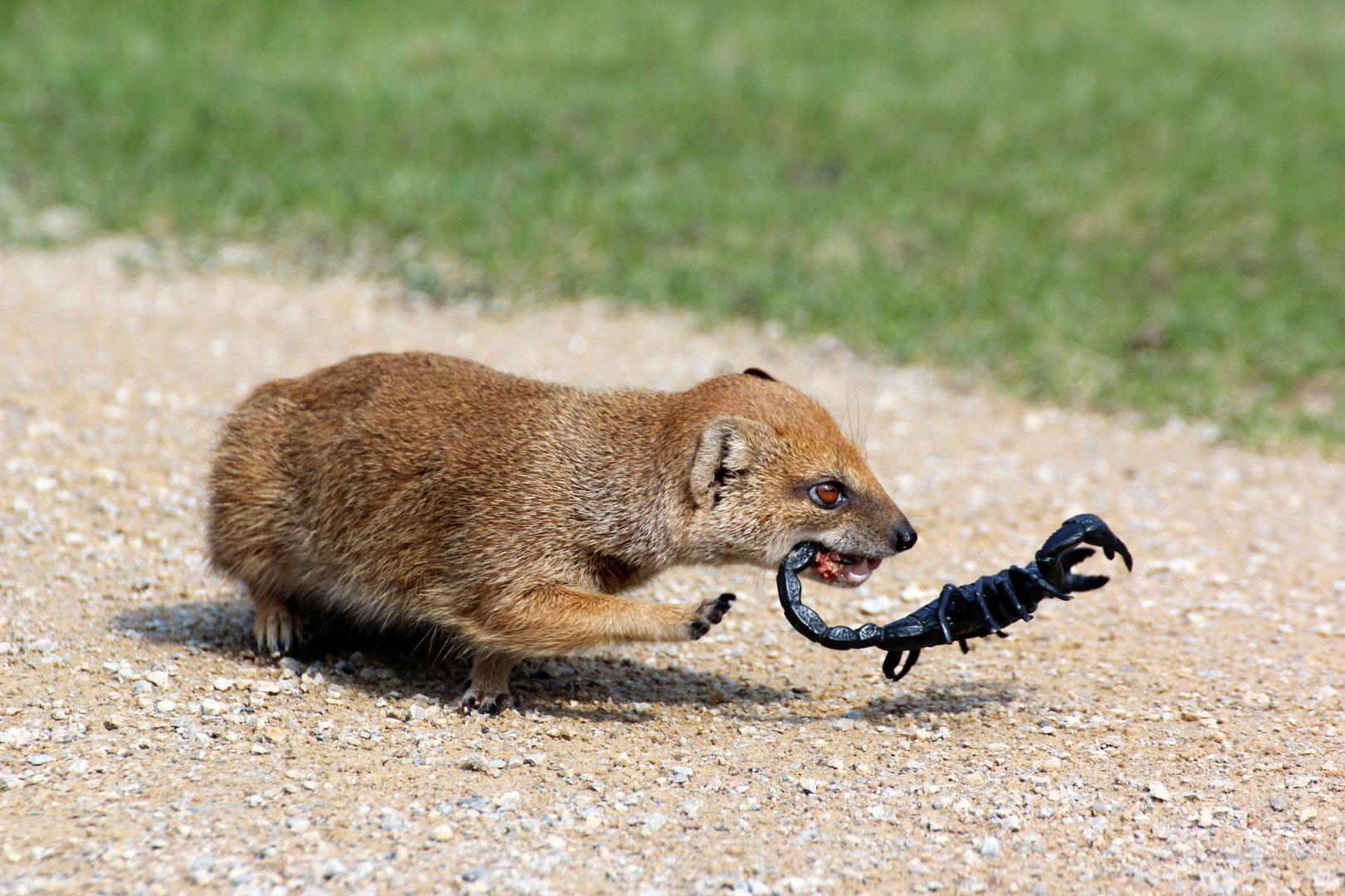 Fuchsmanguste... Der Kampf ;-)