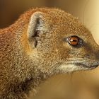 Fuchsmanguste im Profil