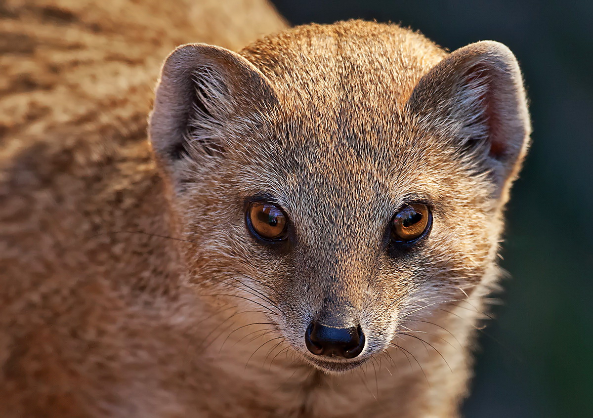 Fuchsmanguste-Portrait