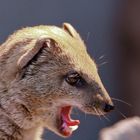 Fuchsmanguste - Portrait - Zoo Dortmund (01)