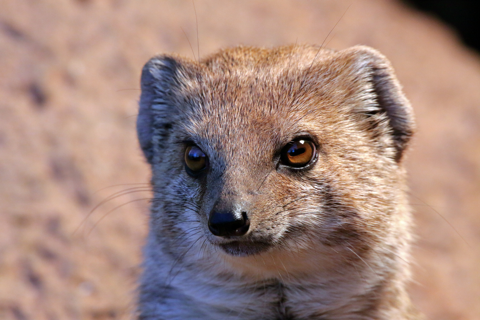 Fuchsmanguste - Portrait - Zoo Dortmund (02)