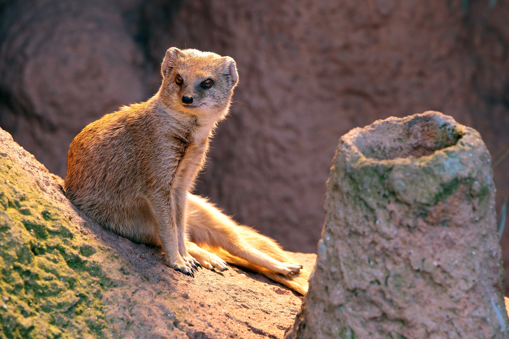 Fuchsmanguste - Zoo Dortmund