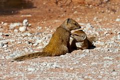 Fuchsmangusten (Cynictis penicillata) im Kgalagadi Transfontier Nationalpark