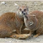 Fuchsmangusten Toni's Zoo 2018-01-26 405