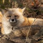 Fuchs_MG_0467