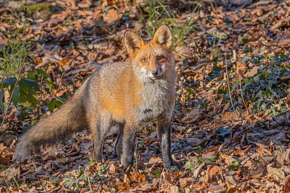 Fuchs_MG_0478