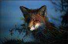 Fuchsportrait von Stefan Rohloff
