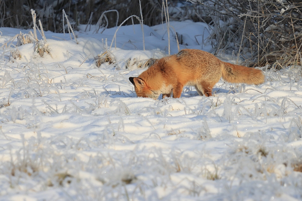 Fuchsranz im vollen Gange