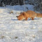 Fuchsranz im vollen Gange