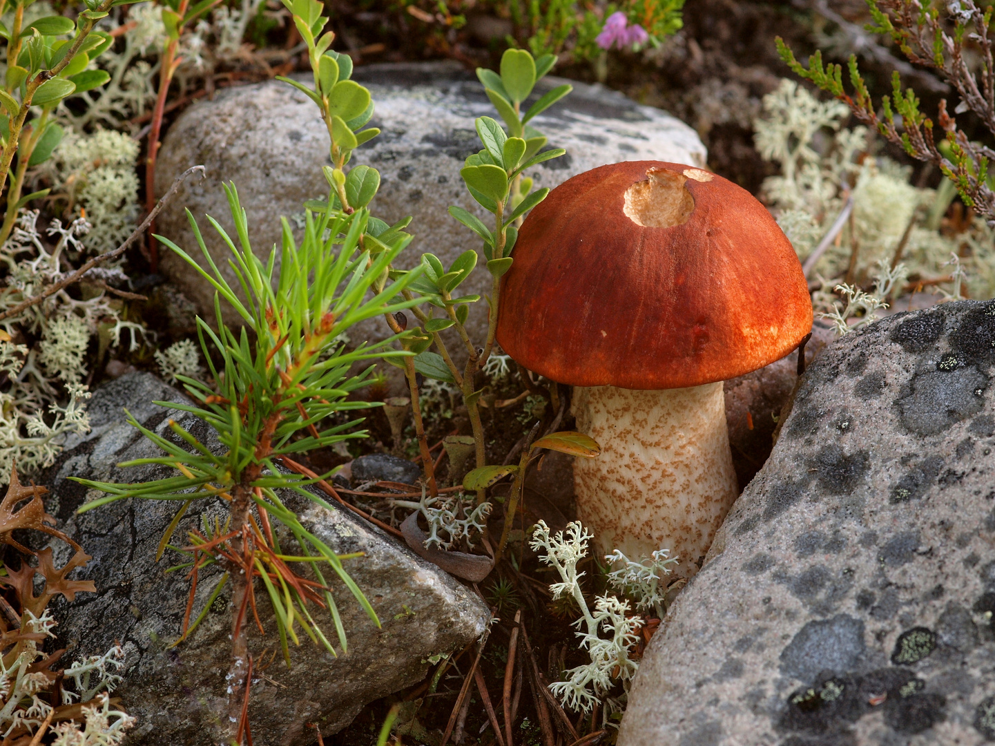 Fuchsröhrling, Leccinum vulpinum