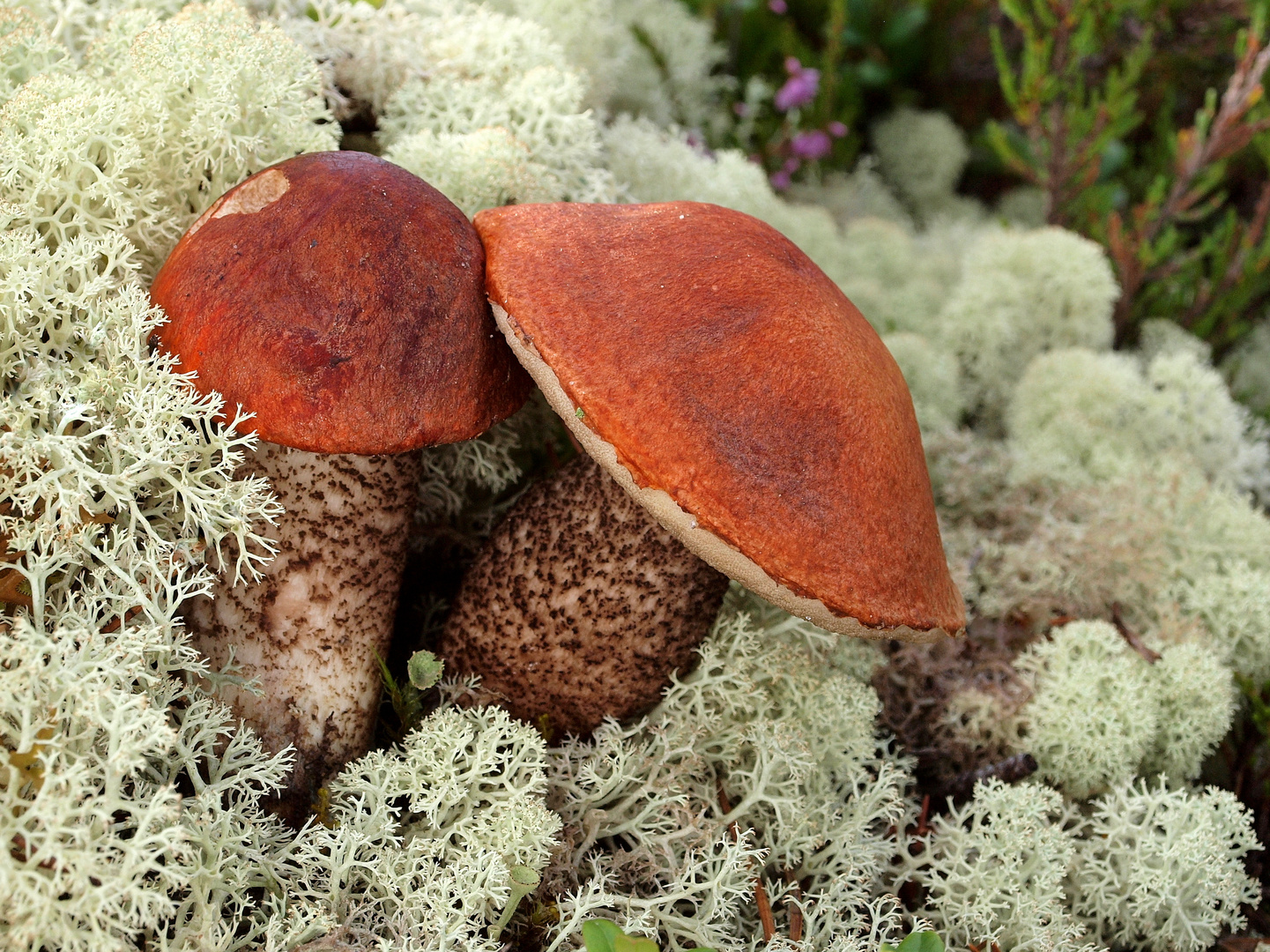 Fuchsröhrling (Leccinum vulpinum)