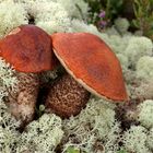 Fuchsröhrling (Leccinum vulpinum)