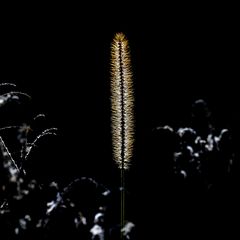 Fuchsrote Borstenhirse