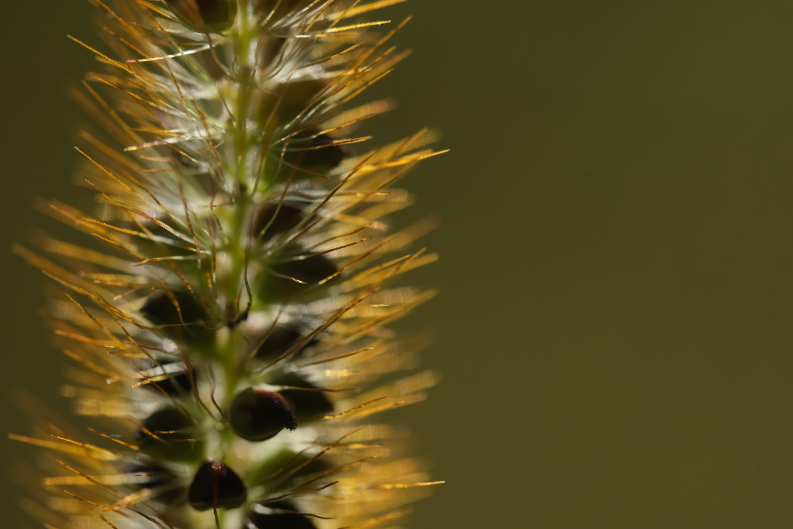 Fuchsrote Borstenhirse (Setaria pumila) 