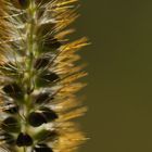 Fuchsrote Borstenhirse (Setaria pumila) 