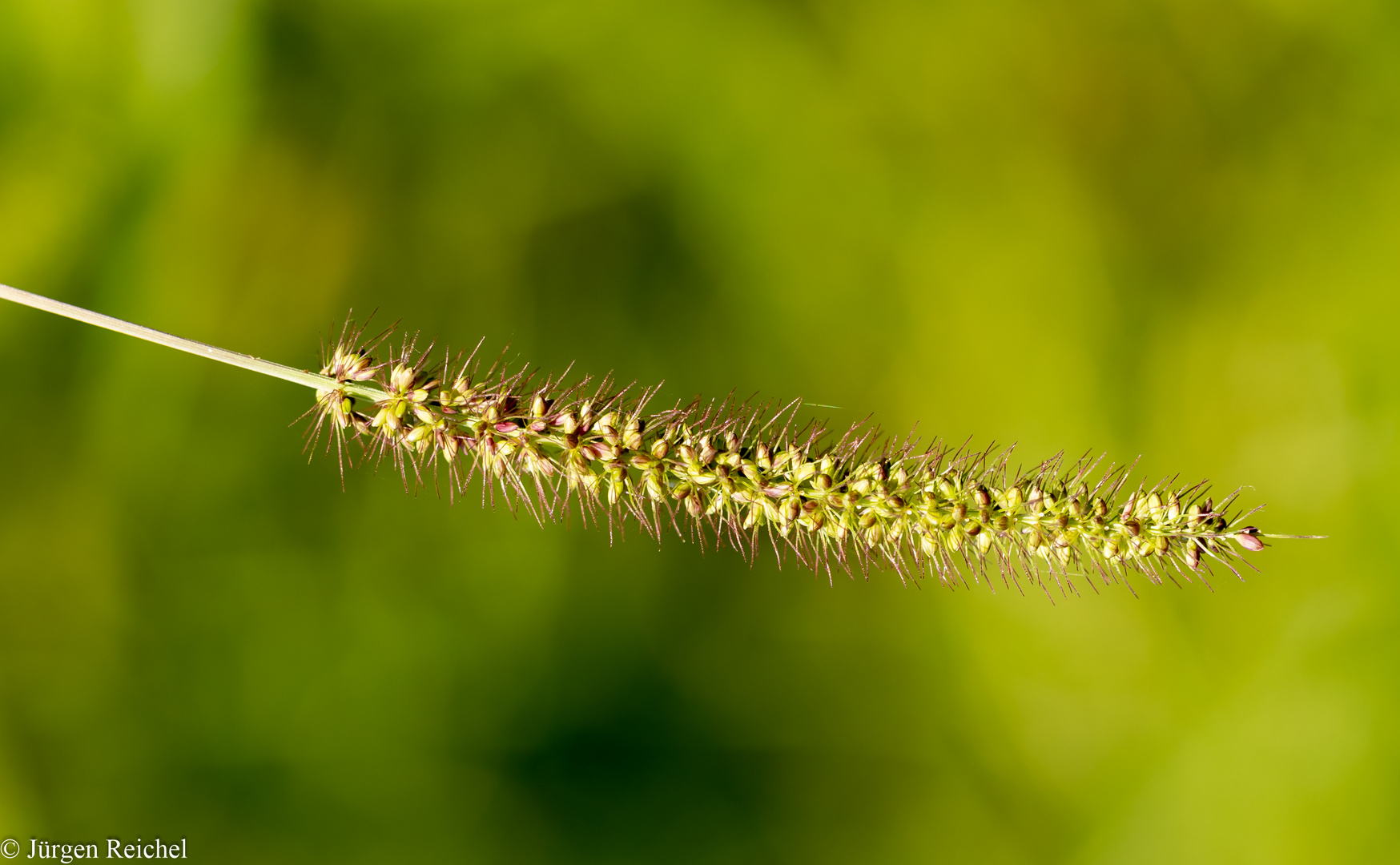 Fuchsrote Borstenhirse ( Setaria pumila )