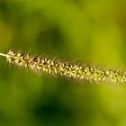 Fuchsrote Borstenhirse ( Setaria pumila )