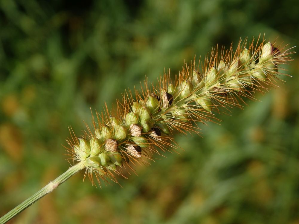 Fuchsrote Borstenhirse (Setaria pumila) in Münster