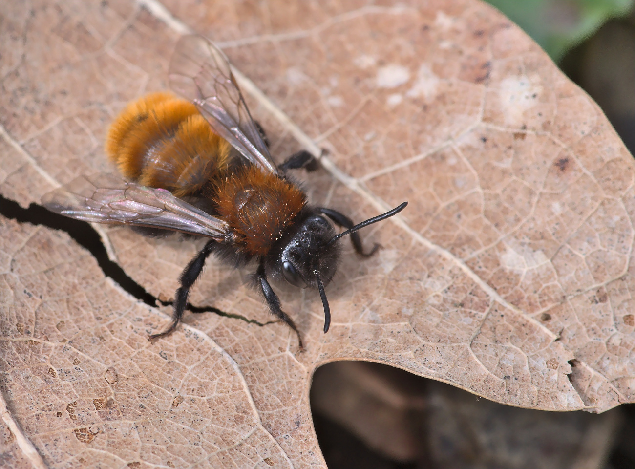 Fuchsrote Lockensandbiene (Andrena fulva)