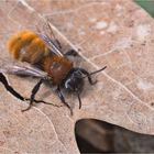 Fuchsrote Lockensandbiene (Andrena fulva)
