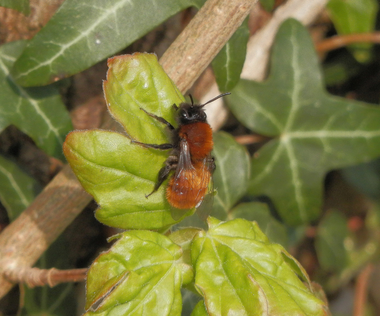 Fuchsrote Lockensandbiene (Andrena fulva) 