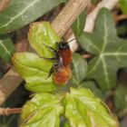 Fuchsrote Lockensandbiene (Andrena fulva) 