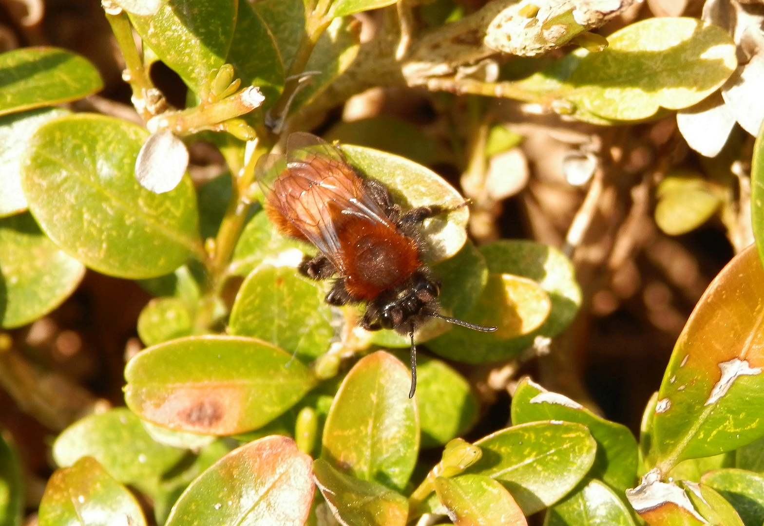 Fuchsrote Lockensandbiene (Andrena fulva)