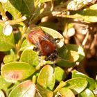 Fuchsrote Lockensandbiene (Andrena fulva)