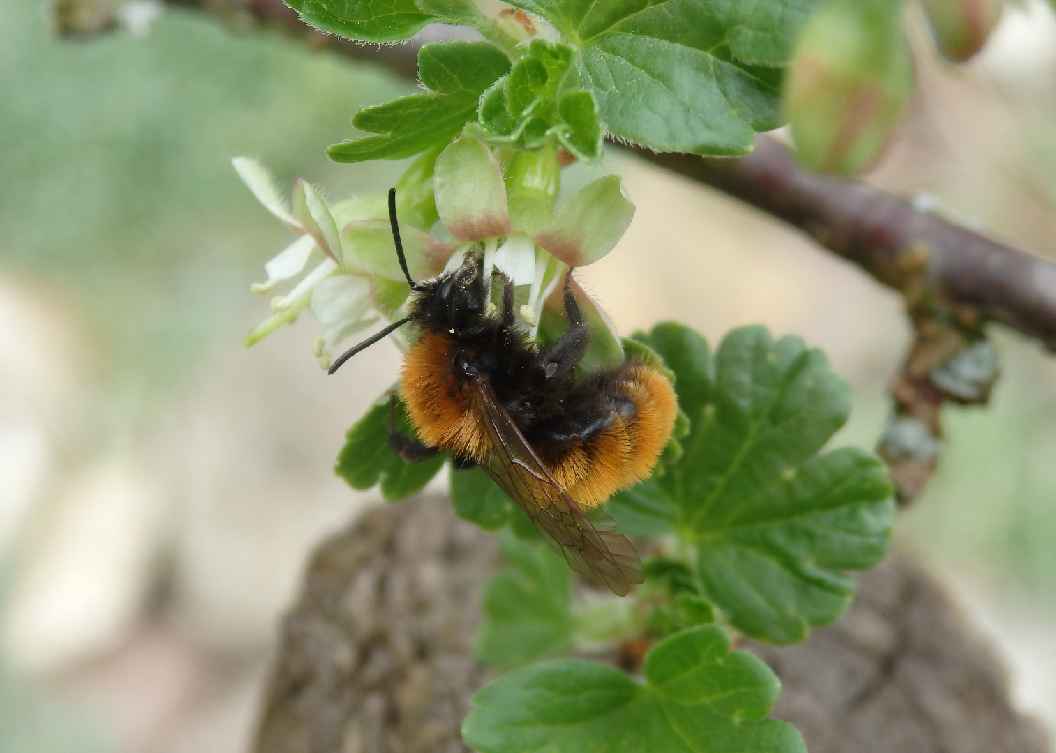 Fuchsrote Lockensandbiene (Andrena fulva) auf Stachelbeerblüte