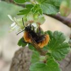 Fuchsrote Lockensandbiene (Andrena fulva) auf Stachelbeerblüte