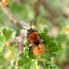 Fuchsrote Lockensandbiene (Andrena fulva) auf Stachelbeerblüte