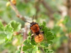 Fuchsrote Lockensandbiene (Andrena fulva) auf Stachelbeerblüte