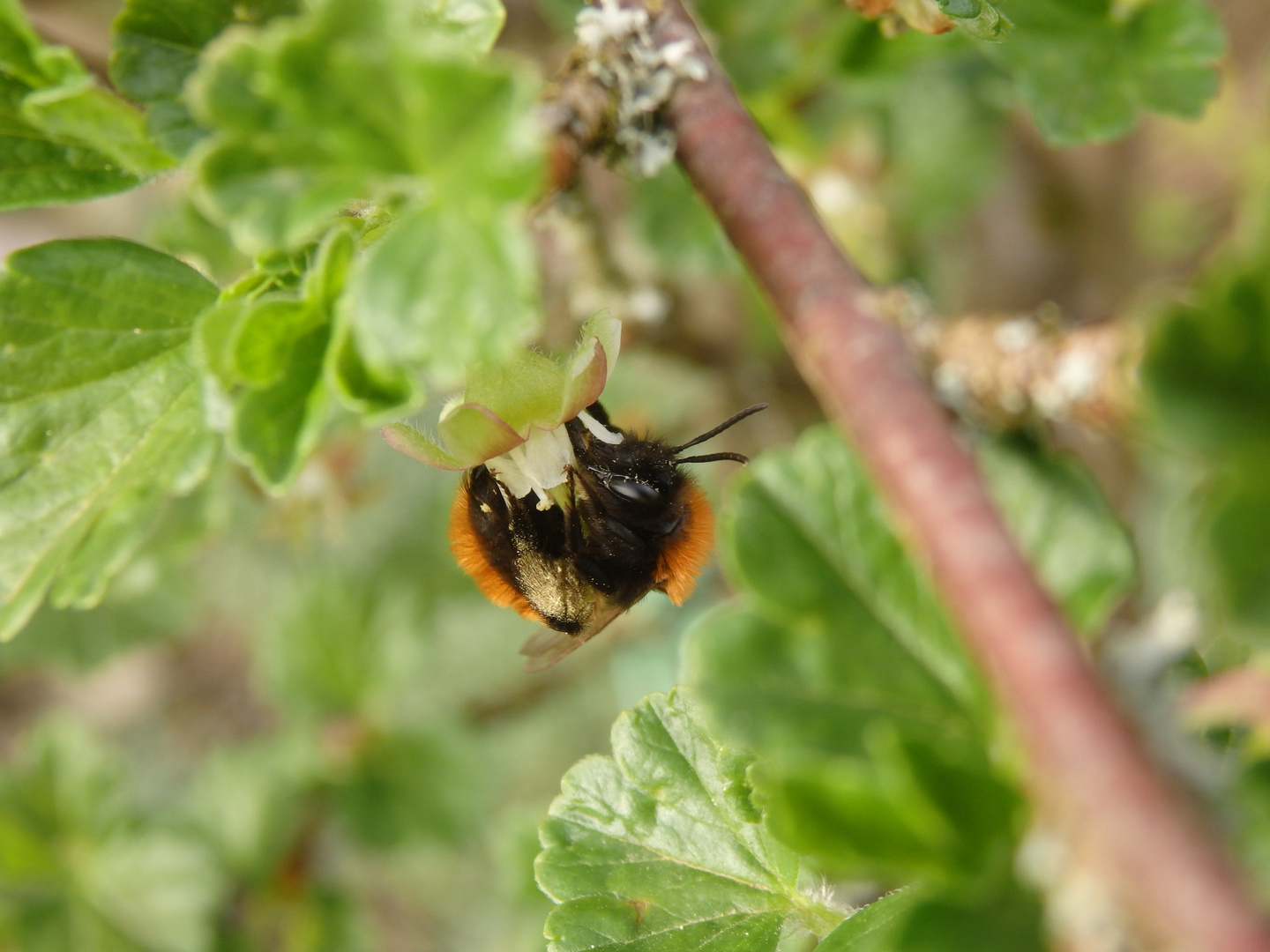 Fuchsrote Lockensandbiene (Andrena fulva) auf Stachelbeerblüte