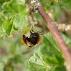 Fuchsrote Lockensandbiene (Andrena fulva) auf Stachelbeerblüte