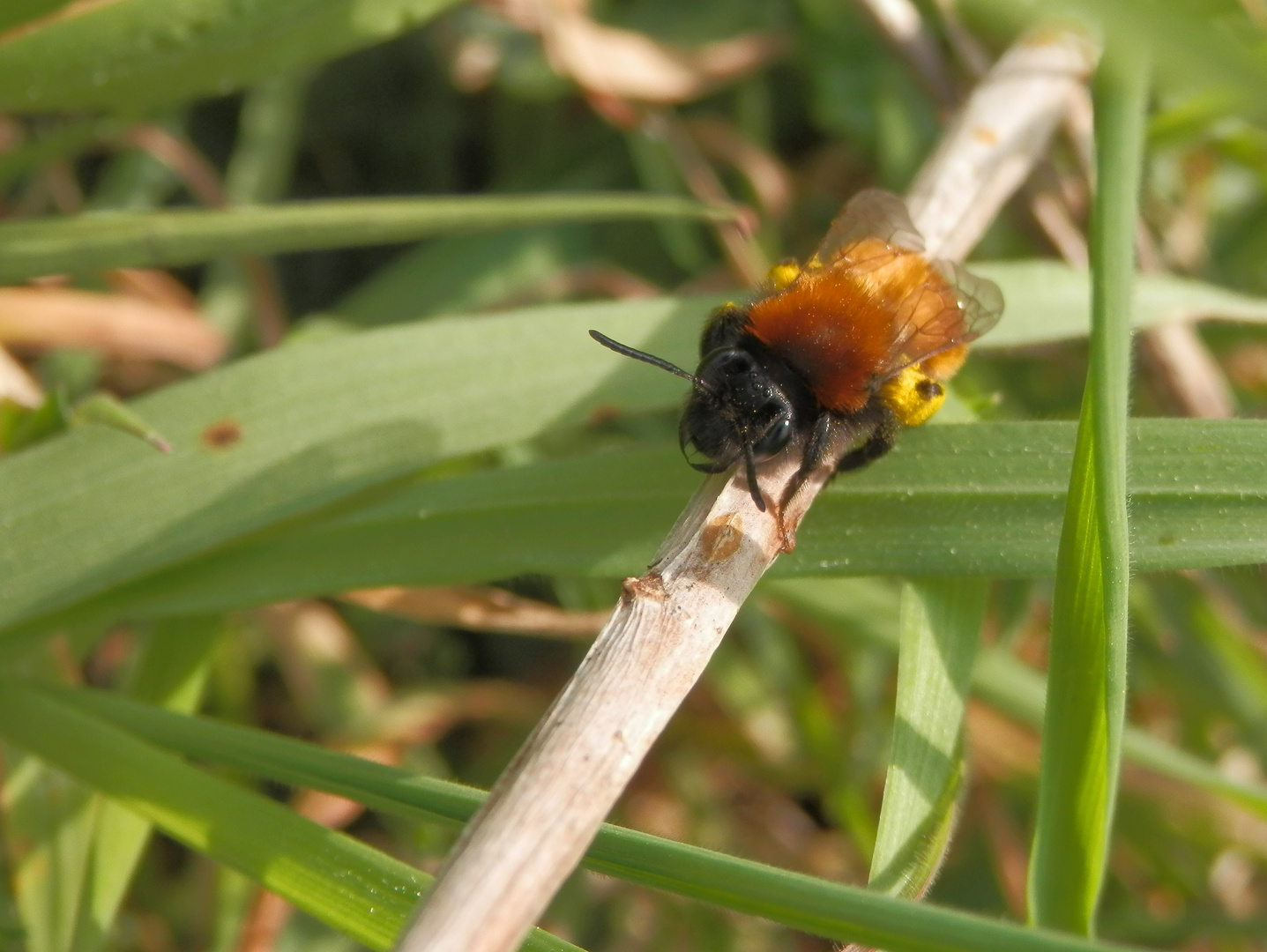 Fuchsrote Lockensandbiene (Andrena fulva) 