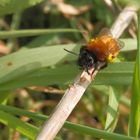 Fuchsrote Lockensandbiene (Andrena fulva) 