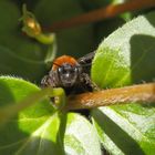 Fuchsrote Lockensandbiene (Andrena fulva) im Porträt